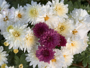 Картинка цветы хризантемы