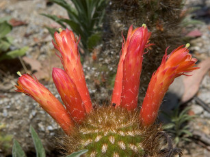 Картинка цветы кактусы