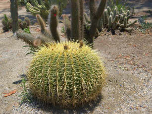 Картинка цветы кактусы