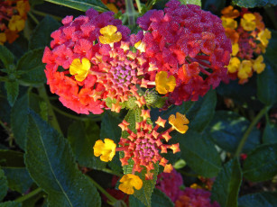 Картинка цветы лантана вербена