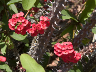 Картинка цветы молочай