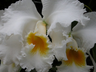 Картинка цветы орхидеи