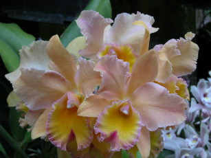 Картинка цветы орхидеи