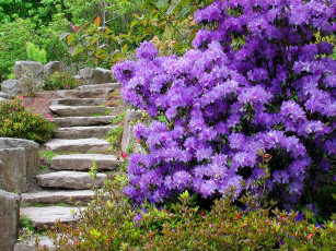 Картинка цветы рододендроны азалии