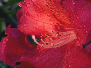 Картинка цветы рододендроны азалии