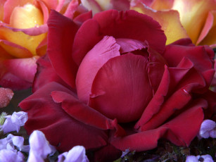 Картинка цветы розы