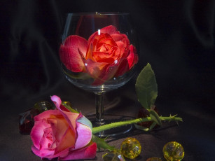 Картинка цветы розы