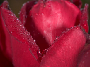 Картинка цветы розы