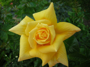 Картинка цветы розы