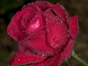 Картинка цветы розы