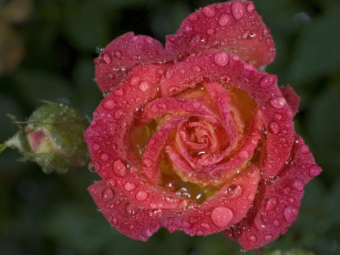 Картинка цветы розы