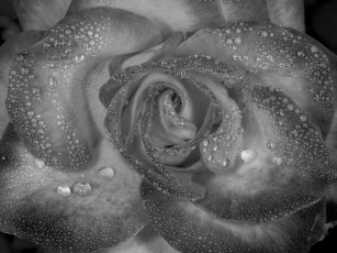 Картинка цветы розы