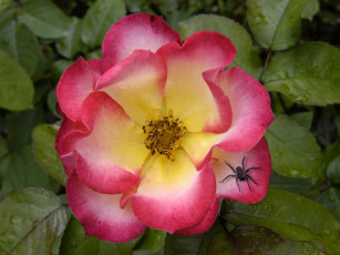 Картинка цветы шиповник