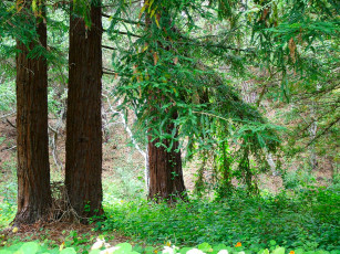 Картинка природа