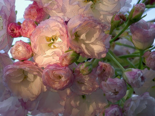 Картинка рисованные цветы