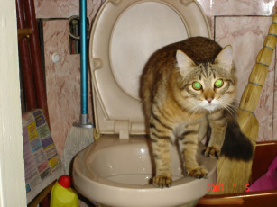 Картинка саймон the cat животные коты