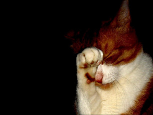 Картинка животные коты