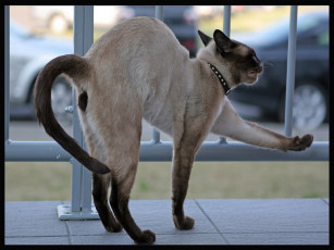 Картинка животные коты