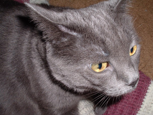 Картинка животные коты