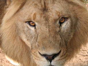 Картинка животные львы