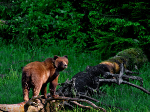 Картинка животные медведи