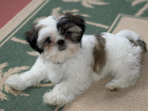 Картинка животные собаки