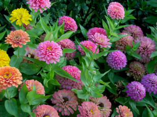 Картинка цветы цинния