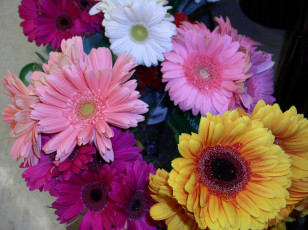 Картинка цветы герберы