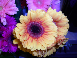 Картинка цветы герберы