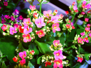 Картинка цветы каланхоэ