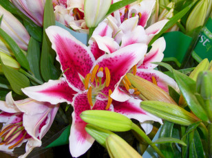 Картинка цветы лилии лилейники