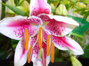 обоя цветы, лилии, лилейники