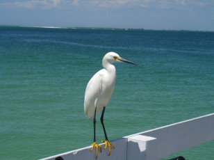 Картинка животные цапли