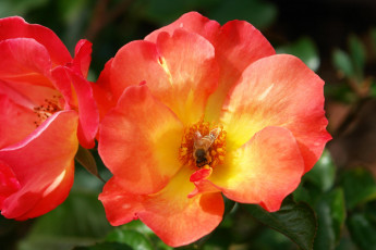 Картинка цветы розы