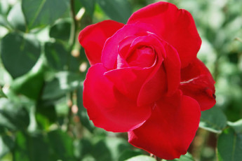 Картинка цветы розы