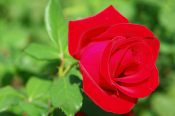 Картинка цветы розы