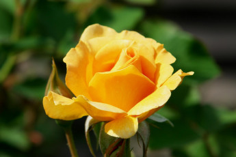 Картинка цветы розы