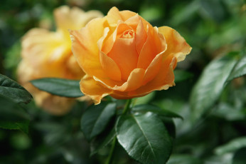 Картинка цветы розы