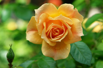 Картинка цветы розы