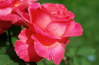 Картинка цветы розы