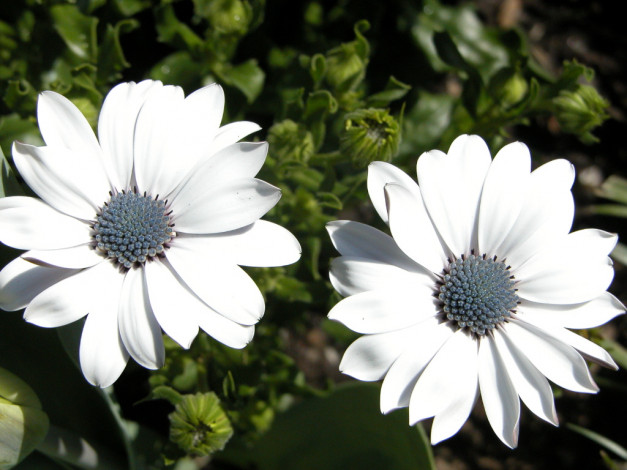 Обои картинки фото цветы, диморфотеки