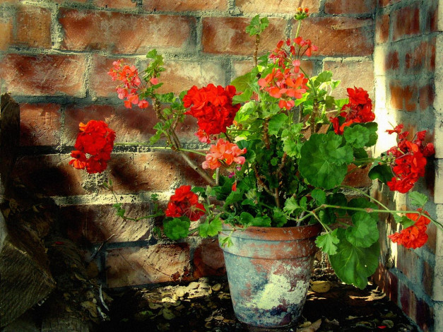 Обои картинки фото цветы, герань