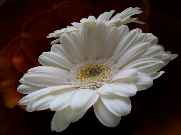 Обои картинки фото цветы, герберы