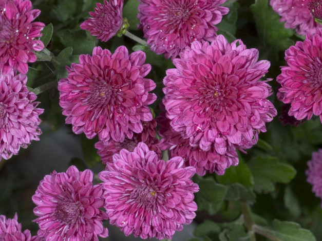 Обои картинки фото цветы, хризантемы