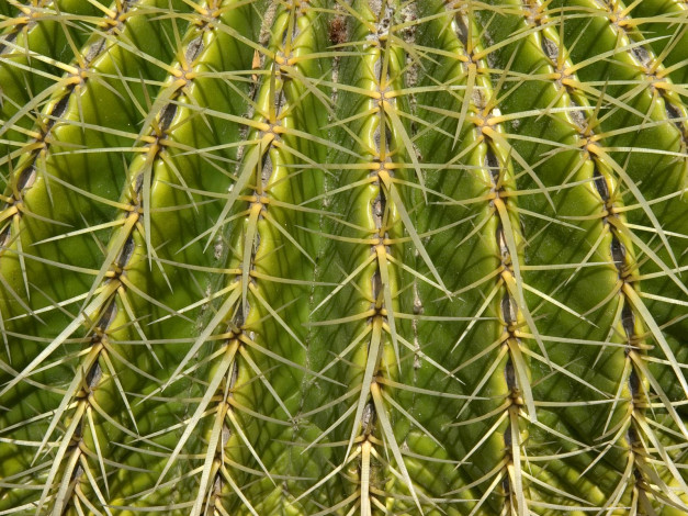 Обои картинки фото цветы, кактусы