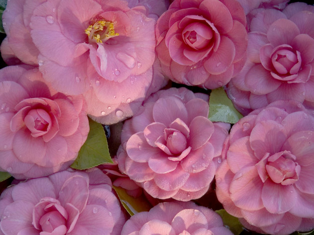 Обои картинки фото цветы, камелии