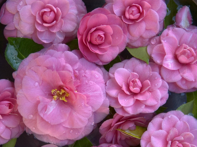 Обои картинки фото цветы, камелии