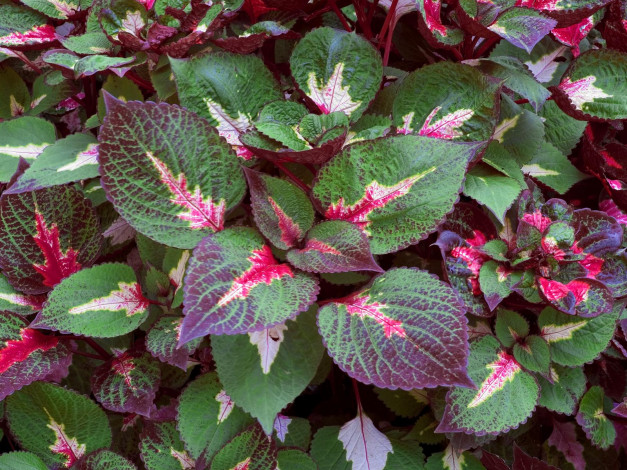 Обои картинки фото цветы, колеусы, каладиумы