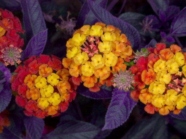 Обои картинки фото цветы, лантана, вербена