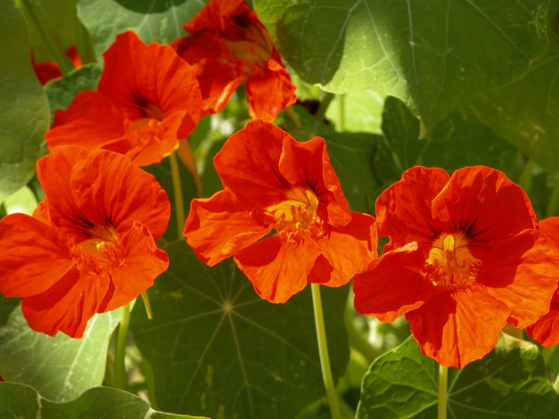 Обои картинки фото цветы, настурции